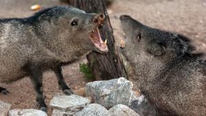 Javelina tackles and bites Oro Valley woman